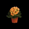 Gekleurde kalanchoe