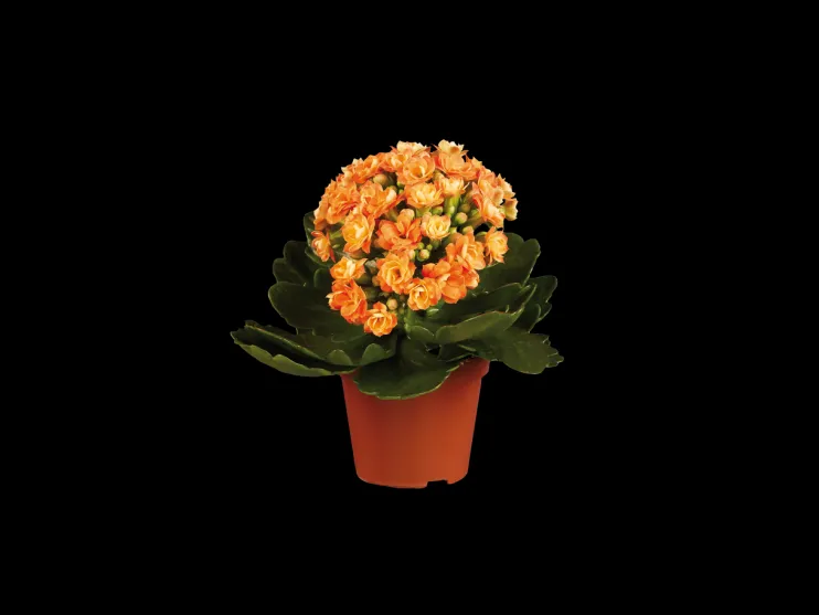 Gekleurde kalanchoe