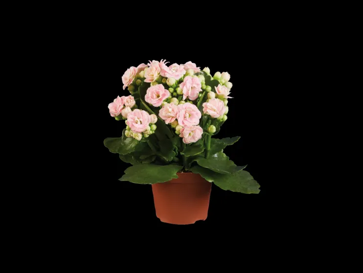 Gekleurde kalanchoe