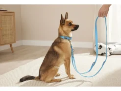 Hondenhalsband en -lijn