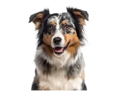 Hondentuigje Supersoft