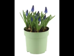 Kleurrijke bloembollenmix