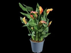 Oranje bloeiende kamerplant