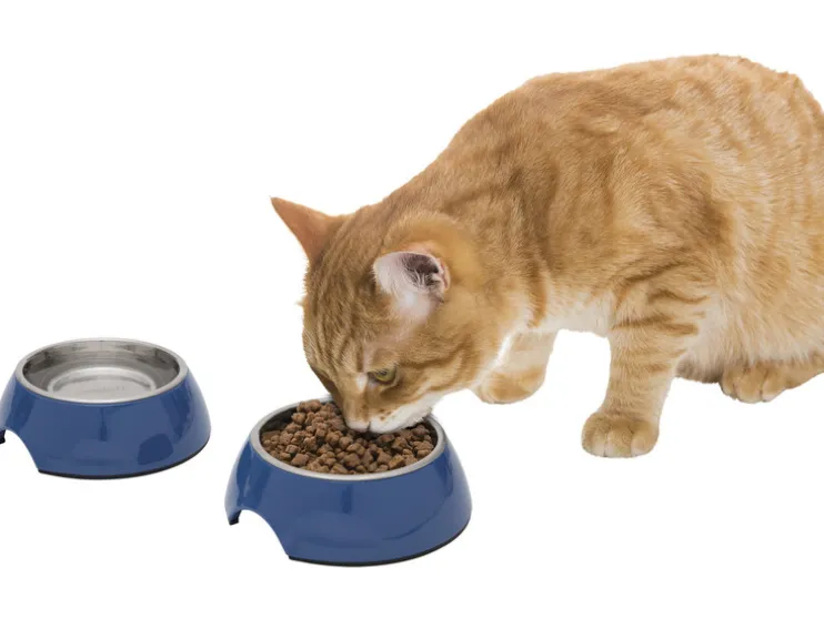 Voer- en drinkbak / schaalmat